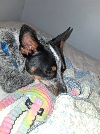 Found dog