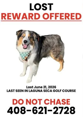 Lost dog