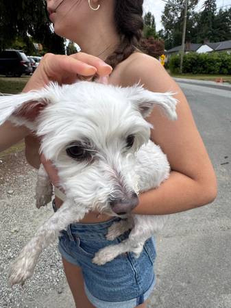 Found dog