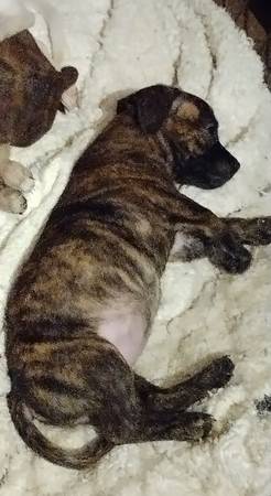 Lost dog