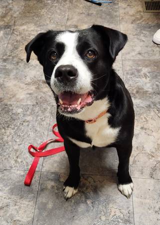 Found dog