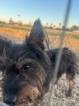 Found dog