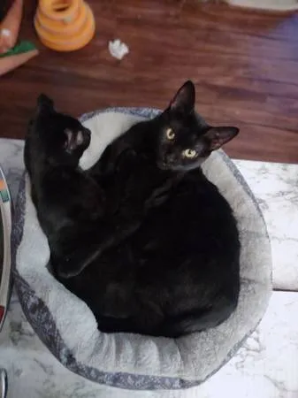 Lost cat