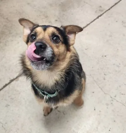 Found dog