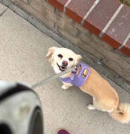 Lost dog