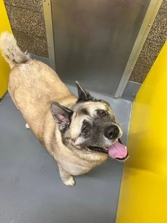 Found dog
