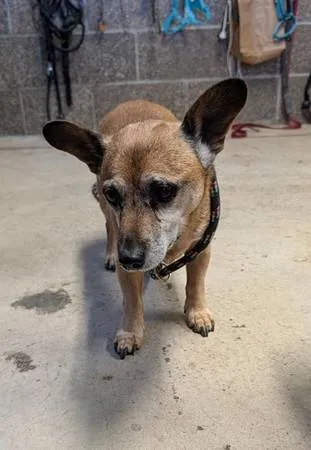 Found dog