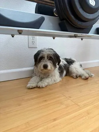 Found dog