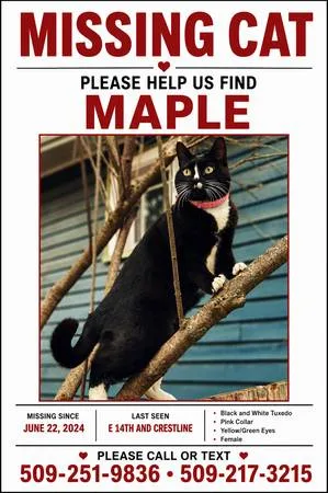 Lost cat