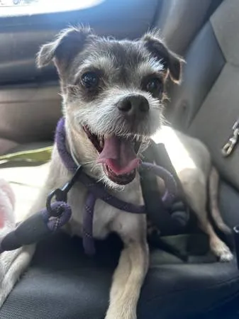 Found dog