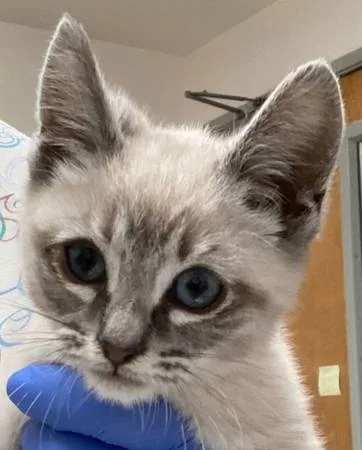 Found cat