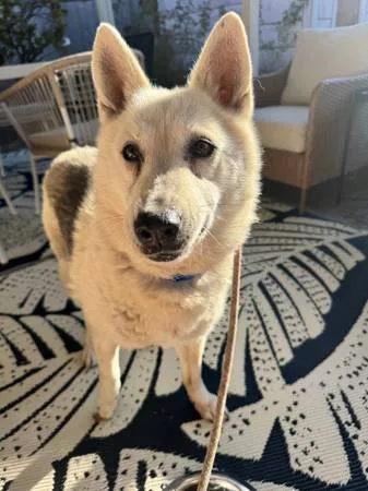 Found dog