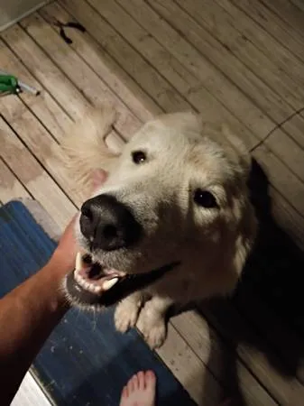 Found dog