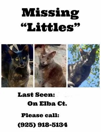 Lost cat