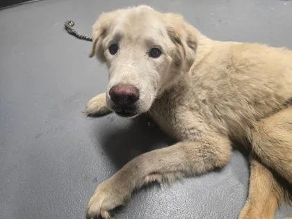 Found dog
