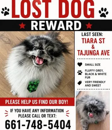 Lost dog