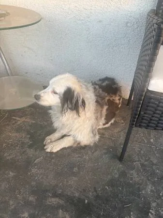 Found dog