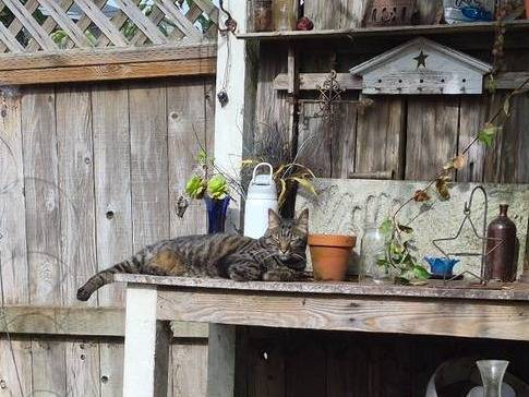 Found cat