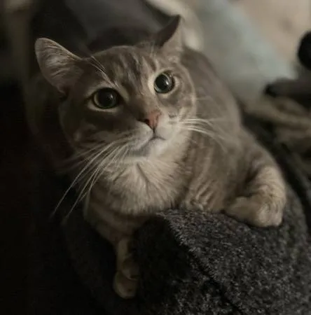 Lost cat