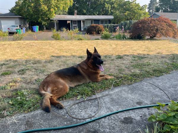 Found dog
