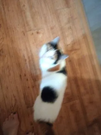 Lost cat
