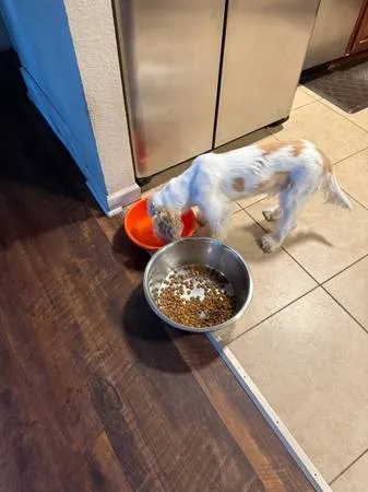 Found dog