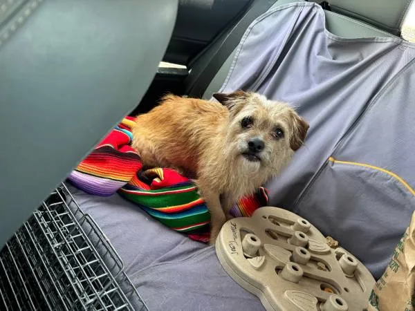 Found dog