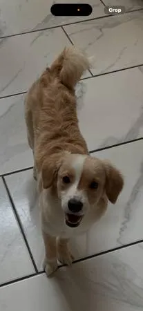 Found dog