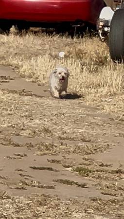 Found dog