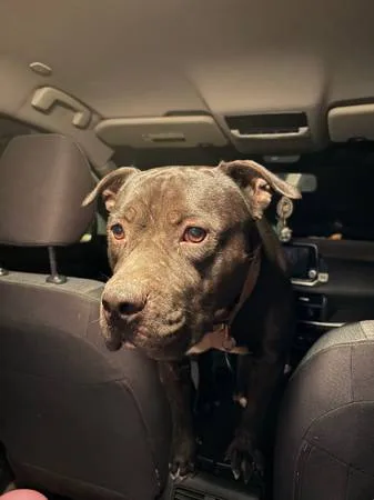 Found dog