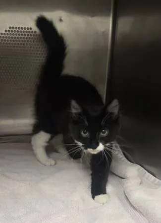 Found cat