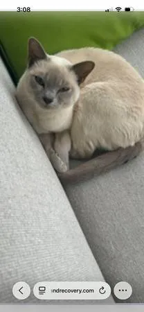 Lost cat