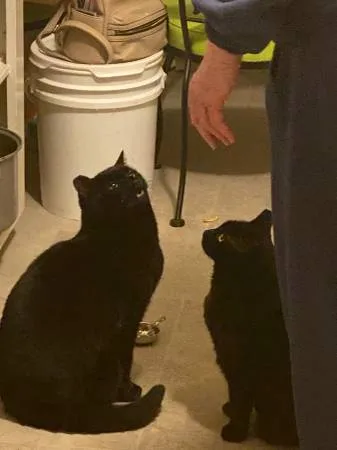 Lost cat