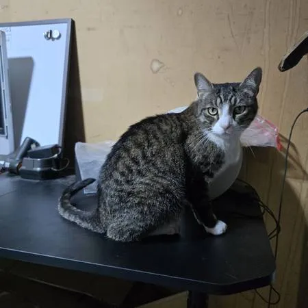 Found cat