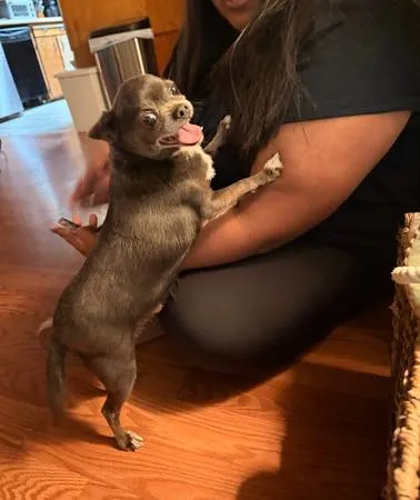 Found dog