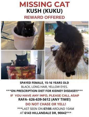 Lost cat