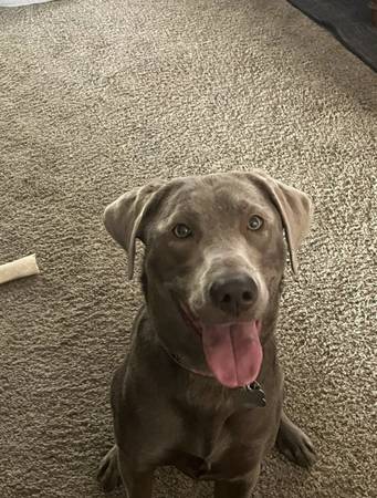 Lost dog