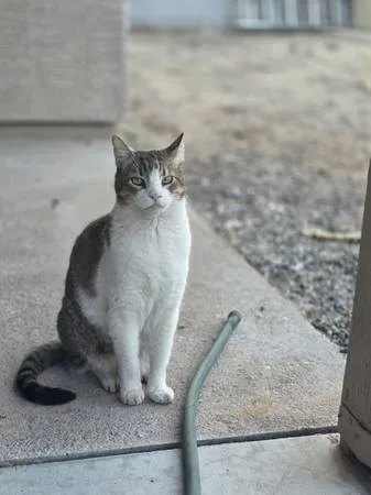 Lost cat