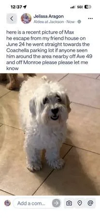 Lost dog