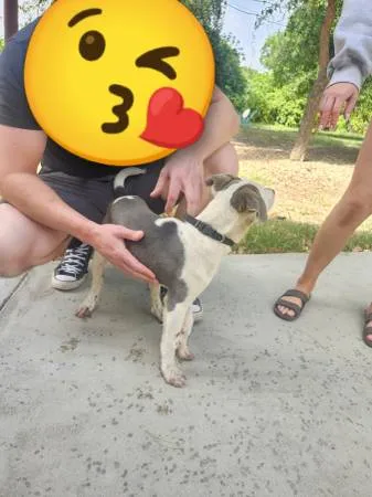 Found dog
