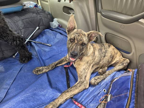 Found dog