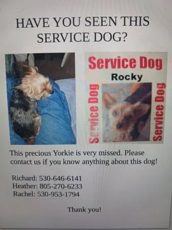 Lost dog