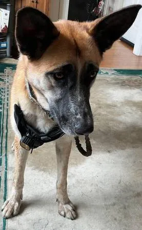 Found dog