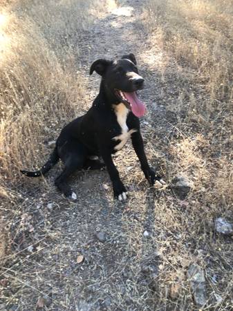 Found dog