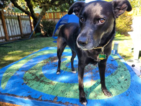 Lost dog