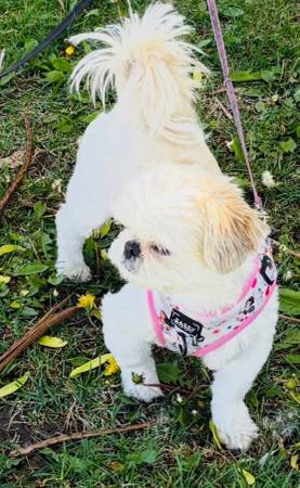 Lost dog