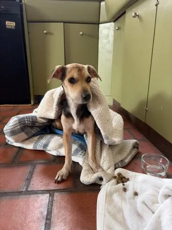 Found dog