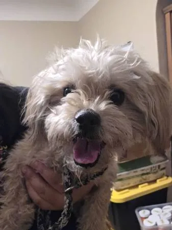 Found dog
