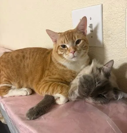 Lost cat