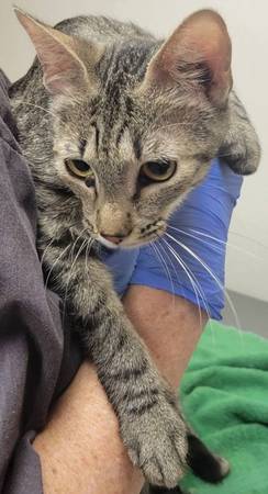 Found cat
